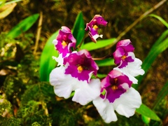 Caucaea