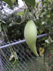 Cynanchum laeve