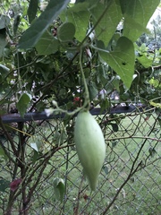 Cynanchum laeve