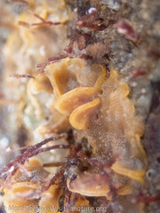 Primavelans insculpta