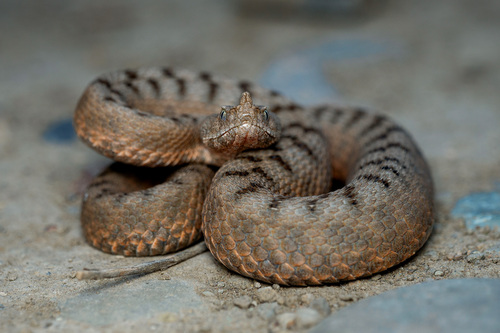 Vipera meridionalis, photo 2 of 8