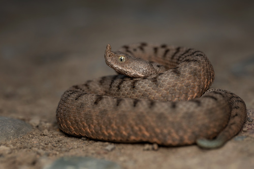 Vipera meridionalis, photo 5 of 8