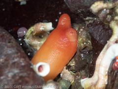 Halocynthia aurantium