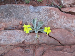 Goodenia willisiana