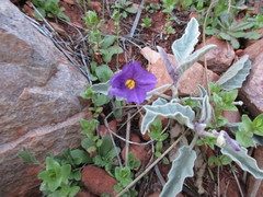 Solanum quadriloculatum