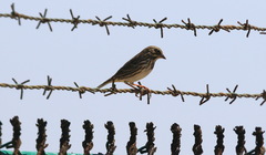 Passerculus sandwichensis beldingi