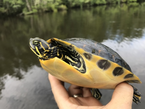 Coastal Plain Cooter