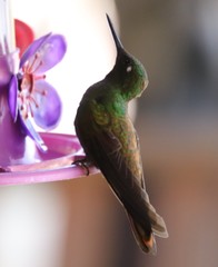 Heliodoxa rubricauda