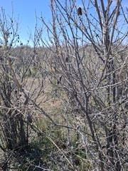 Caragana halodendron, photograph Margarita, CC BY, iNaturalist via GBIF