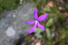 Pinguicula orchidioides