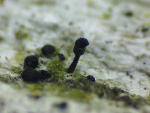 Calicium abietinum, 2019-08-23