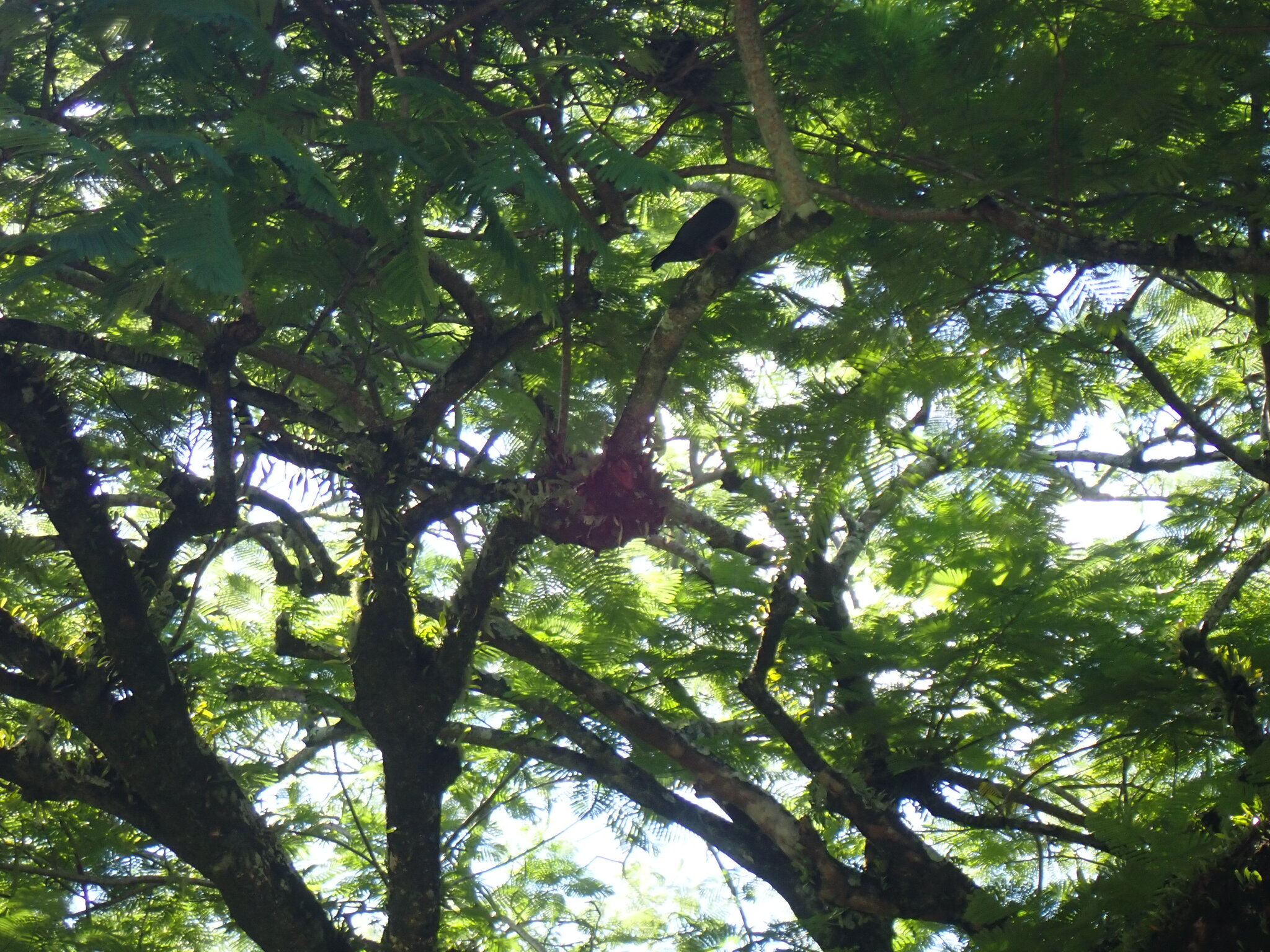 Pacific Imperial Pigeon (Ducula pacifica), photo 2