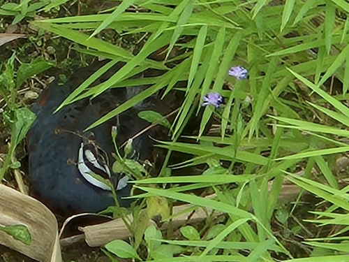 King Quail (Synoicus chinensis)