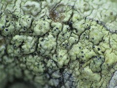 Lichenochora chimaerica