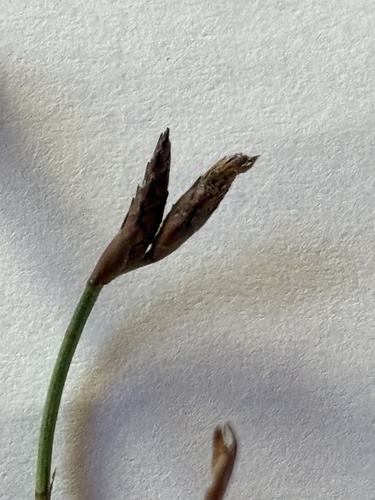 Lime Capereed (Restio calcicola)