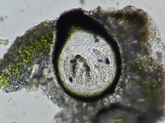 Lichenochora chimaerica