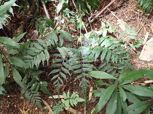 Bolbitis lonchophora observed 2025-04-25