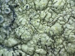 Lichenochora chimaerica