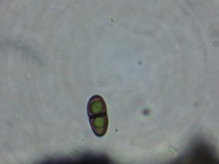 Lichenochora chimaerica