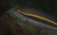 Pentapodus paradiseus