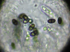 Lichenochora chimaerica