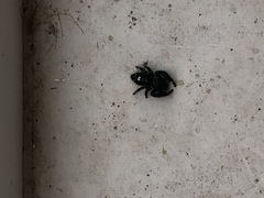 Phidippus audax