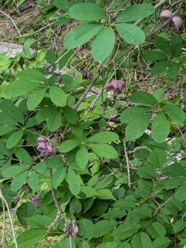 Image of Akebia quinata by (c) mami_t_t, some rights reserved (CC BY)