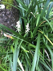 Ophiopogon jaburan