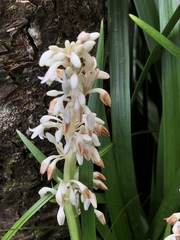 Ophiopogon jaburan