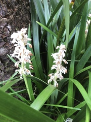 Ophiopogon jaburan