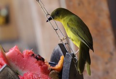 Orthogonys chloricterus