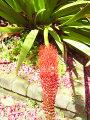 Xeronema callistemon