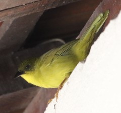 Orthogonys chloricterus