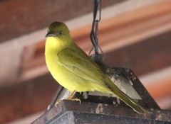 Orthogonys chloricterus