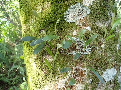 Pyrrosia serpens observed 2025-04-25