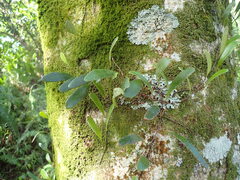 Pyrrosia serpens, photograph (c) Leon Perrie, some rights reserved (CC BY)