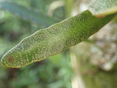 Pyrrosia serpens, photograph (c) Leon Perrie, some rights reserved (CC BY)