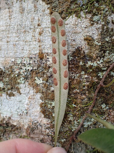 Pyrrosia serpens, photograph 6