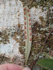 Pyrrosia serpens, photograph (c) Leon Perrie, some rights reserved (CC BY)