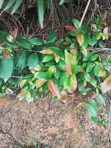 Syzygium hancei observed 2025-04-26