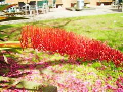 Xeronema callistemon