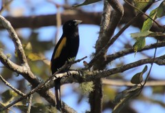 Cacicus chrysopterus