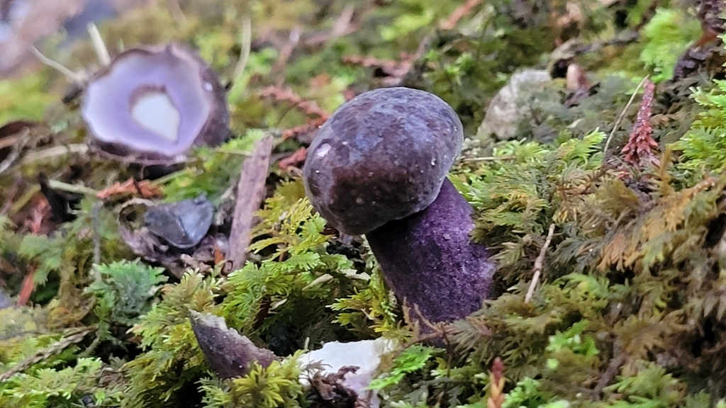 Tylopilus formosus · April 2025 · photo: © s83482 (iNaturalist, cc-by)