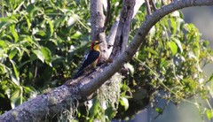 Melanerpes flavifrons