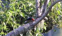 Melanerpes flavifrons