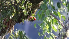 Melanerpes flavifrons