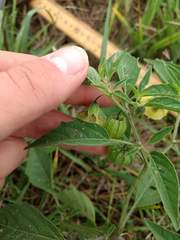 Physalis heterophylla