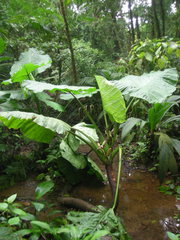Xanthosoma undipes
