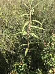 Asclepias viridiflora