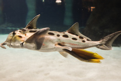 Elephant Shark photo 3